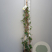 Trachelospermum j. Star of Toscane 180 cm 9L piramide