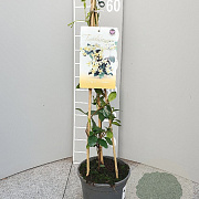 Trachelospermum j. Star of Toscane 60 cm C1.5 piramide