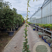 Wisteria brach. 'Okayama' 200-250 cm 10L
