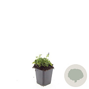 Campanula posch. 'Stella' GM P9