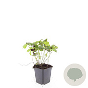 Geranium nodosum GM P9