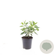 Viburnum tinus GM C1.3