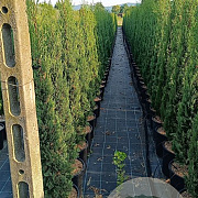 Cupressus sempervirens 125-150 cm 15L