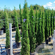 Cupressus sempervirens 150-175 cm 18L