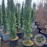 Cupressus sempervirens 150-175 cm 18L