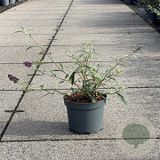 Buddleja d. 'Black Knight' 20-30 cm 3,5L