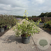 Buddleja davidii 'Magda's Gold Knight' 40-50 cm 10L