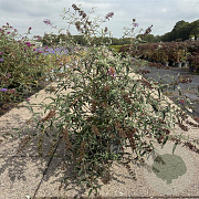 Buddleja d. 'Nanho Blue' 50-60 cm 10L