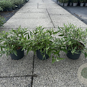 Caryopteris cland. 'Heavenly Blue' 20-30 cm 3,5L