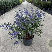 Caryopteris cland. 'Heavenly Blue' 60-80 cm 10L