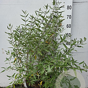Caryopteris cland. 'Heavenly Blue' 60-80 cm 10L