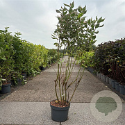 Cornus alba Miracle 80-100 cm 10L