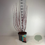 Cornus alba Miracle 80-100 cm 10L