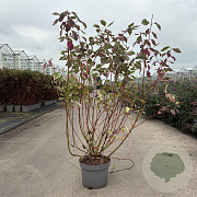 Cornus alba 'Sibirica Variegata' 80-100 cm 10L