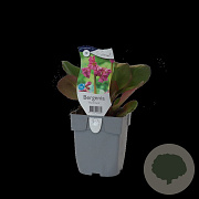 Bergenia 'Ouverture' GM  P11
