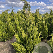 Chamaecyparis l. 'Ivonne' 200-225 cm met kluit