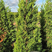 Cupressocyparis leylandii 150-175 cm met kluit 45-55 haagplant