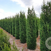 Cupressocyparis leylandii 225-250 cm met kluit verplant