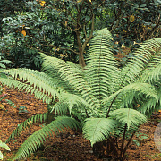 Dryopteris wallichiana GM  P11