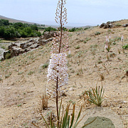 Eremurus olgae GM  P11