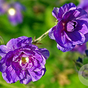 Geranium pr. 'Plenum Violaceum' GM  P11