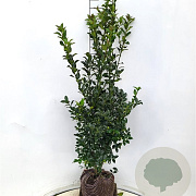Ilex meserv. Blue Maid 100-120 cm met kluit