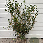 Osmanthus burkwoodii 60-80 cm met kluit 30-35 haagplant