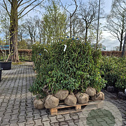 Prunus l. 'Angustifolia' 100-120 cm met kluit
