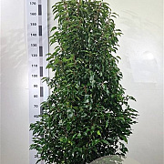 Prunus l. 'Angustifolia' 140-160 cm met kluit extra