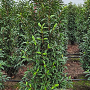 Prunus l. 'Angustifolia' 140-160 cm met kluit extra