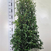 Prunus l. 'Angustifolia' 160-180 cm met kluit extra
