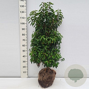 Prunus l. 'Angustifolia' 80-100 cm met kluit