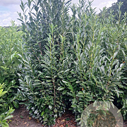 Prunus l. Elly 175-200 cm met kluit