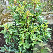 Prunus lusitanica 'Genolia 100-120 cm met kluit 30-40 haagplant