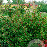 Prunus lusitanica 'Genolia 125-150 cm met kluit extra