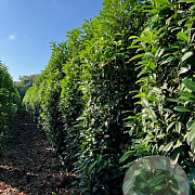 Prunus lusitanica 'Genolia 175-200 cm met kluit extra