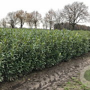 Prunus l. 'Herbergii' 100-125 cm met kluit 30-40 haagplant