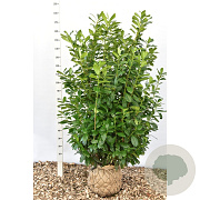 Prunus l. 'Novita' 150-175 cm met kluit