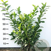 Prunus l. 'Novita' 80-100 cm met kluit 30-35 haagplant