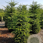 Taxus baccata 125-150 cm met kluit 40-45 haagplant