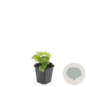 Tiarella cordifolia GM P9