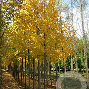 Betula lenta 18-20 HO draadkluit