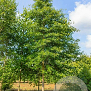 Quercus coccinea 'Splendens' 30-40 HO draadkluit