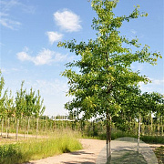 Quercus pal. 'Woodside Splendor' 25-30 HO draadkluit