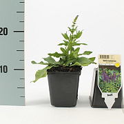 Salvia nem. 'Blaukönigin' GM P9