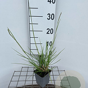 Sesleria autumnalis GM P9