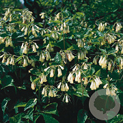 Symphytum grandiflorum GM P9