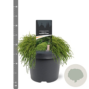 Chamaecyparis p. 'Filifera Nana' 25-30 cm 3,5L