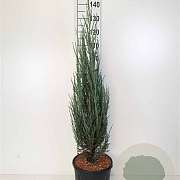 Juniperus s. 'Blue Arrow' 100-120 cm 10L