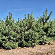 Pinus sylvestris 225-250 cm draadkluit extra
